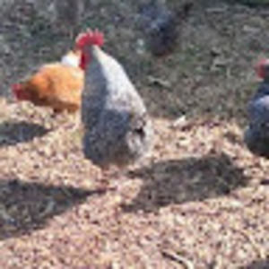 Meet your Posher, Haley